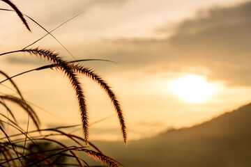 Wall Mural - Grass flowers with rim light effect at sunset. Flower grass and sunrise background in the morning. Grass flowers in the grass field in the sunlight .