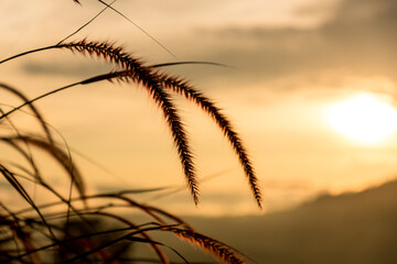 Wall Mural - Grass flowers with rim light effect at sunset. Flower grass and sunrise background in the morning. Grass flowers in the grass field in the sunlight .