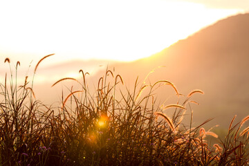 Wall Mural - Grass flowers with rim light effect at sunset. Flower grass and sunrise background in the morning. Grass flowers in the grass field in the sunlight .