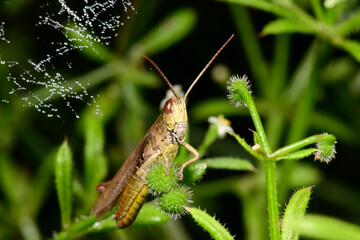 Wall Mural - Nachtigall-Grashüpfer (Chorthippus biguttulus) - Duetting Grasshopper, bow-winged grasshopper