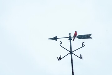 a cardinal on a directional weathervane on a blue sky