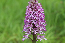 Closeup Shot Of A Purple Wild Orchid Flower