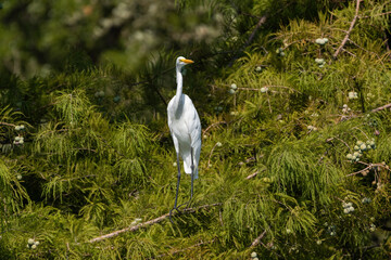 Canvas Print - Great White Egret perched on a branch in a cedar tree