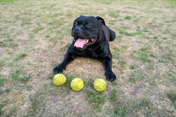 Wall Mural - Happy Staffordshire Bull Terrier lying on a grass with a big smile on his face. He has three tennis balls in front of him.