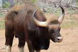 Fototapeta Krajobraz - Indian bison (Gaur) in the national park