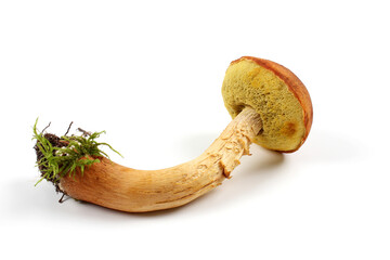 Aureoboletus projectellus mushrooms isolated on white background. Autumn concept. Flat lay, close up, copy space.