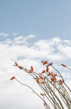 Fototapete - Mojave Ocotillo Flowers