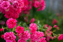 Beautiful Flowers Pink Roses On The Sun