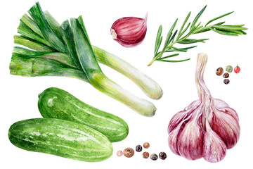 Garlic rosemary cucumbers leek peppercorns set watercolor painting isolated on white background