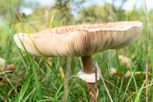 Close-up Lamellae Of A Large Parasol Mushroom With A Long Stem, Large Cap And Lamellae