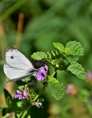 Sticker - butterfly on a flower