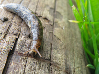 a slug in the garden eating a lettuce leaf. schneckenplage in the garden