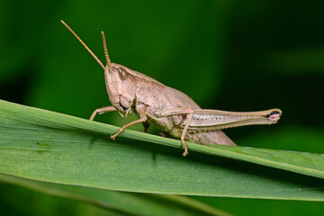 Poster - Große Goldschrecke (Chrysochraon dispar) - Weibchen / Large Gold Grasshopper, female