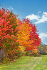 Wall Mural - beautiful autumn landscape foliage trees on a sunny autumn day in new england. field of green grass 