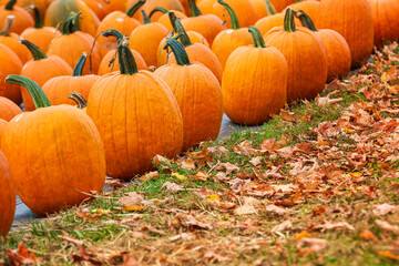 Wall Mural - pumpkins for sale at a pumpkin patch in the fall. fallen autumn leaves in the foreground.