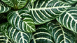 Zebra leaf. Natural background.
