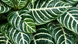 Fototapeta Łazienka - Zebra leaf. Natural background.