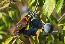 The Red Admiral (lat. Vanessa Atalanta), Of The Family Nymphalidae, And The Blackthorn (lat. Prunus Spinosa), Of The Family Rosaceae.