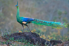 Green Peafowl On Stone In Nature