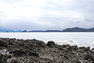 Wall Mural - The beautiful landscape of seashore  background blue sky.