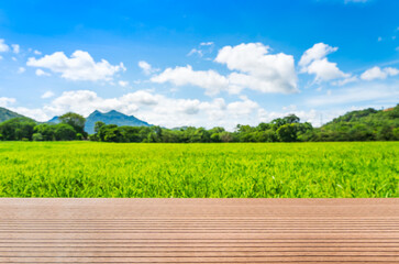 Wall Mural - panoramic landscape view of green grass field agent blue sky