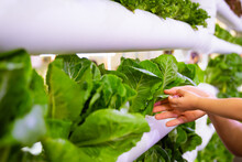 Mother And Baby Holding Vegetable In Hydroponics Vertical Farm With High Technology Farming. Agricultural Greenhouse With Hydroponic Shelving System.