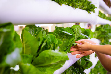 Wall Mural - Mother and baby holding vegetable in Hydroponics vertical farm with high technology farming. Agricultural Greenhouse with hydroponic shelving system.