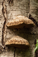 two huge brown fungus grown on the trunk of a tree in the forest