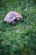 © simon/Stocksy - Turtle on the grass