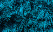 Blue Palm Bush/tree Background