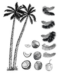 Wall Mural - Coconut palms, their fruits and leaves set. Coconut palms sketch set.
