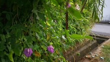 Footage Of Wild Violet Spurred Butterfly Pea In The Wild