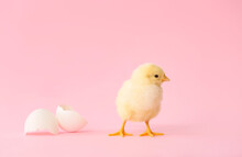Cute Hatched Chick On Color Background