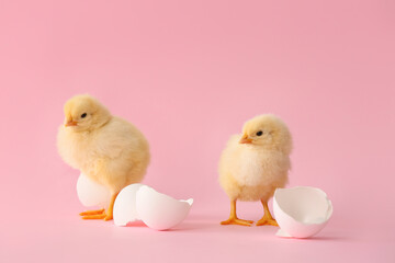 Cute hatched chicks on color background