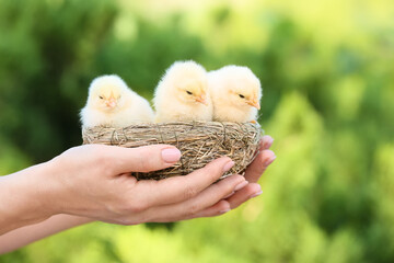 Woman holding nest with cute chicks outdoors