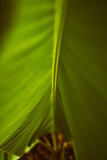 Fototapeta Big Ben - close up of a leaf