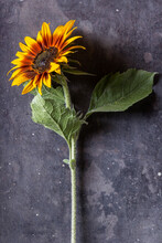Single Sunflower On Dark Metal Background