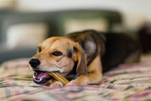 Dog Enjoying Her Chewable Bone Snack On Pouf
