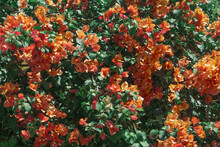 Orange Flowers Bush