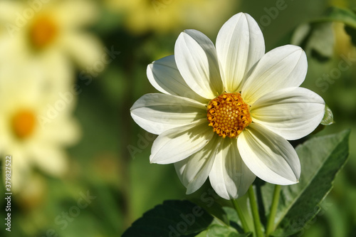 Fotomural Flowers Dahlia Minion - Dahlia Pinnata