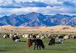 sheeps in mongolia