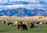 Fototapeta  - sheeps in mongolia