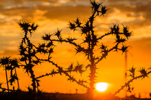 Foreground Dried Thorns On A Sunset Background