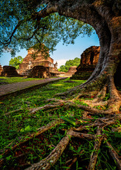 Wall Mural - Ancient Buddha statue with tree at Wat Mahathat temple in Sukhothai Historical Park, Thailand.