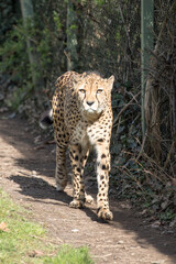 Poster - Vertical shot of a carnivorous Cheetah