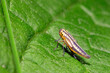 Nymphe einer Binsenschmuckzikade, Grüne Zwergzikade // Larva of a Green leafhopper (Cicadella viridis)