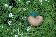 Heart Shaped Potatoes Lie In The Green Grass With White Flowers