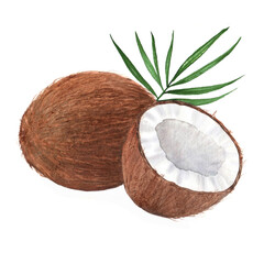 hand drawn watercolor illustration of isolated coconut with leaf on the white background