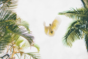 Wall Mural - a  cockatoo flying above us with palm tree leaves against sky beauty in nature