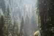 © Cosma Andrei/Stocksy - Mountain forest with dust flying trough air